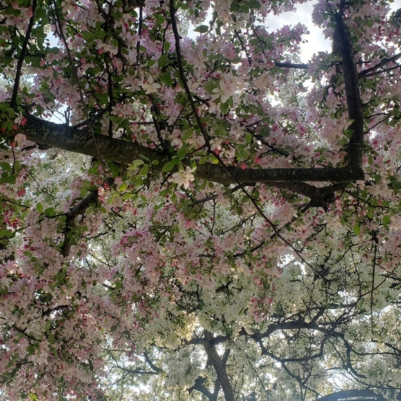 Meet your Posher, Abigail - Picture 1 of 1